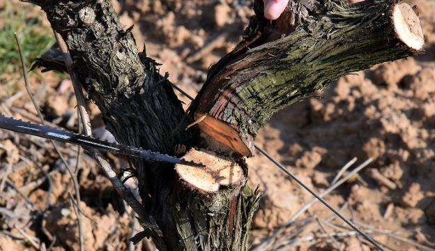 Brazo de una cepa afectada por enfermedades de la madera. :: MIGUEL Herreros

