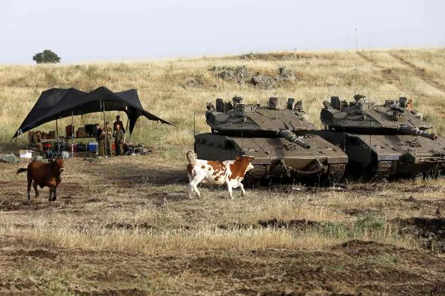 La vacas pacen junto a los carros de combate del Ejército israelí en los Altos del Golán. :: M. Kahana / AFP