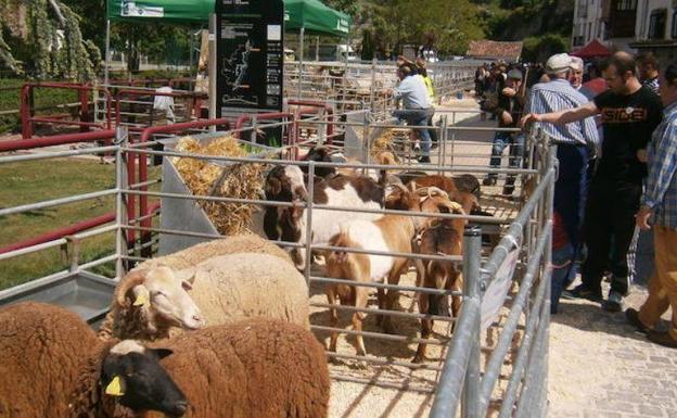 Soto acoge este sábado la III Feria de Ganado Selecto del Camero Viejo