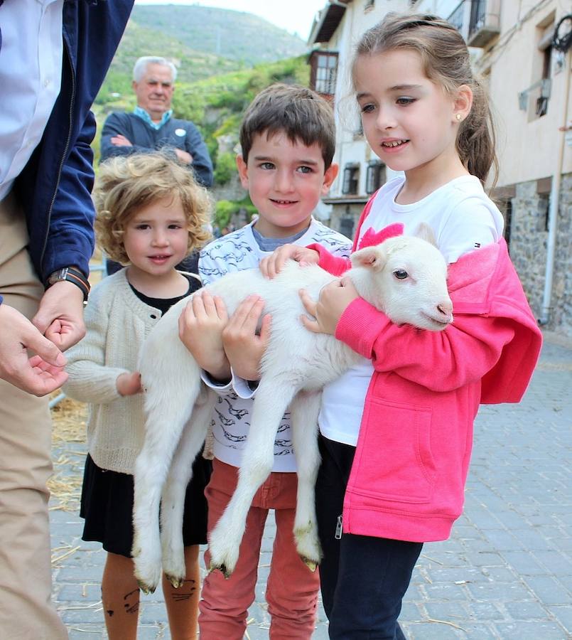 Soto en Cameros ha reeditado la tradicional feria del ganado loca. Una selección de distintas variedades de reses, de ganado caprino, ovino y caballar han sido expuestas en la plaza local en un ambiente festivo.