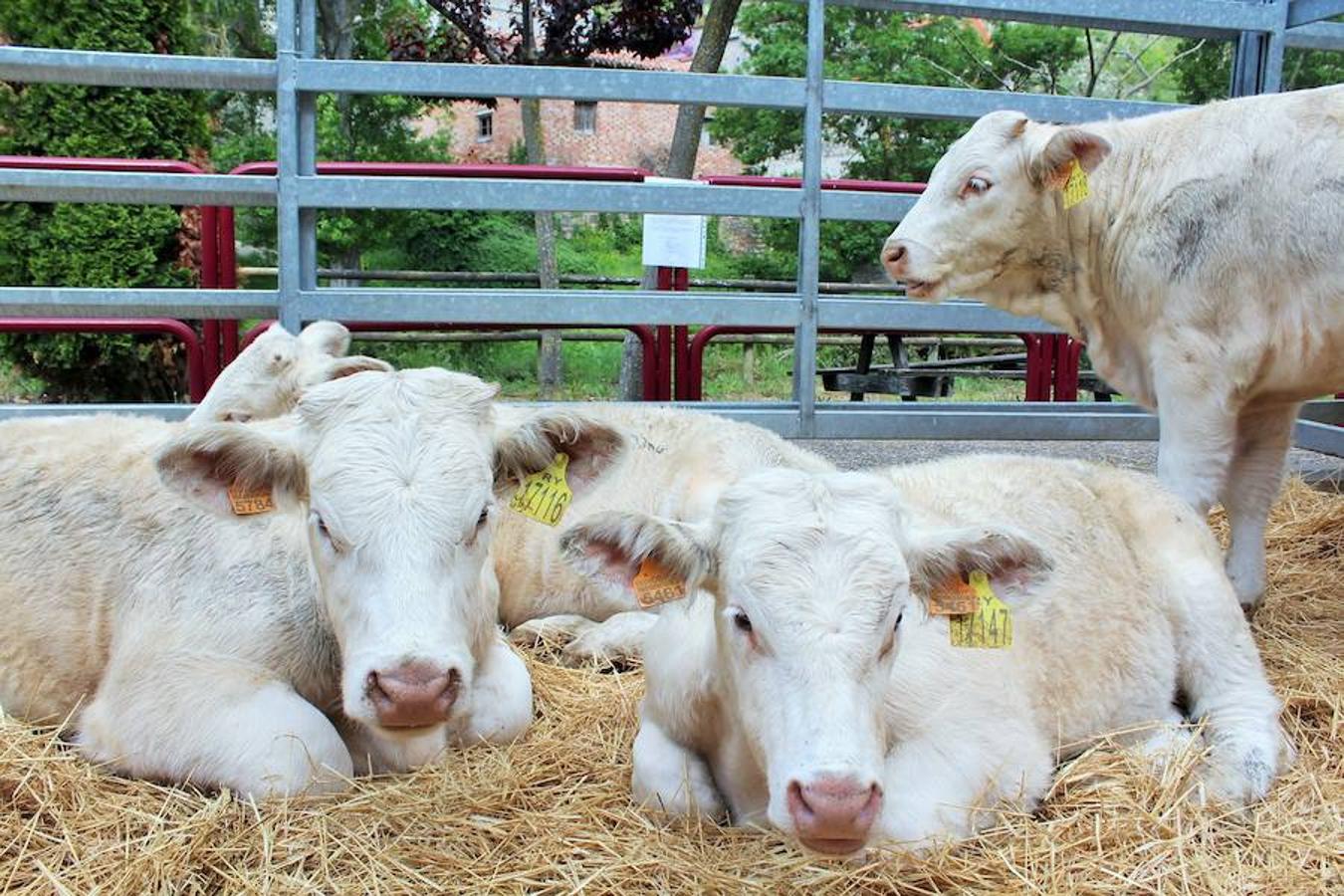 Soto en Cameros ha reeditado la tradicional feria del ganado loca. Una selección de distintas variedades de reses, de ganado caprino, ovino y caballar han sido expuestas en la plaza local en un ambiente festivo.