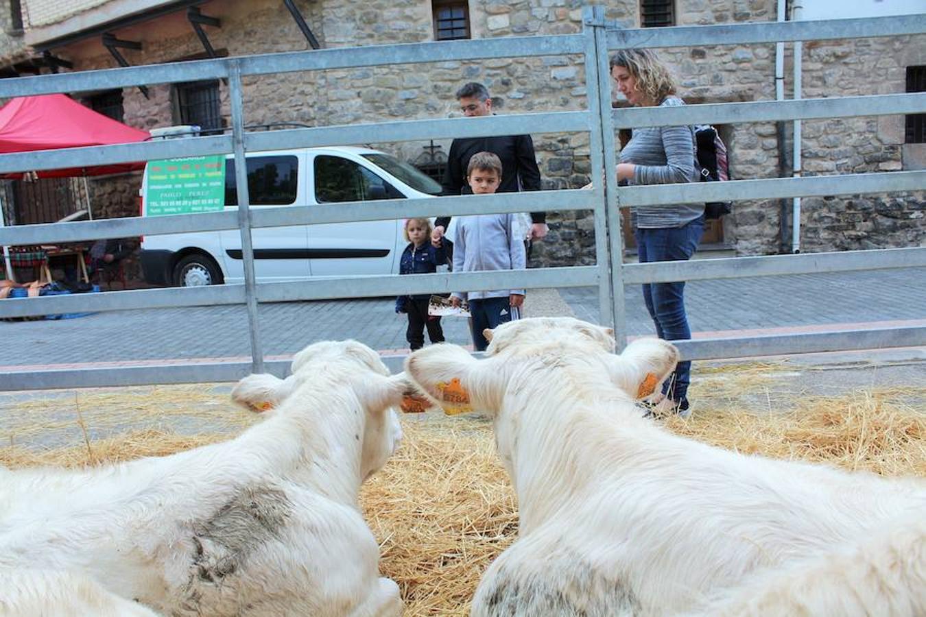 Soto en Cameros ha reeditado la tradicional feria del ganado loca. Una selección de distintas variedades de reses, de ganado caprino, ovino y caballar han sido expuestas en la plaza local en un ambiente festivo.