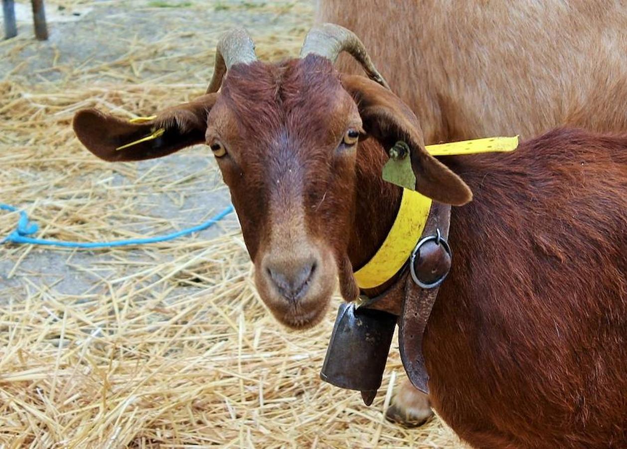 Soto en Cameros ha reeditado la tradicional feria del ganado loca. Una selección de distintas variedades de reses, de ganado caprino, ovino y caballar han sido expuestas en la plaza local en un ambiente festivo.