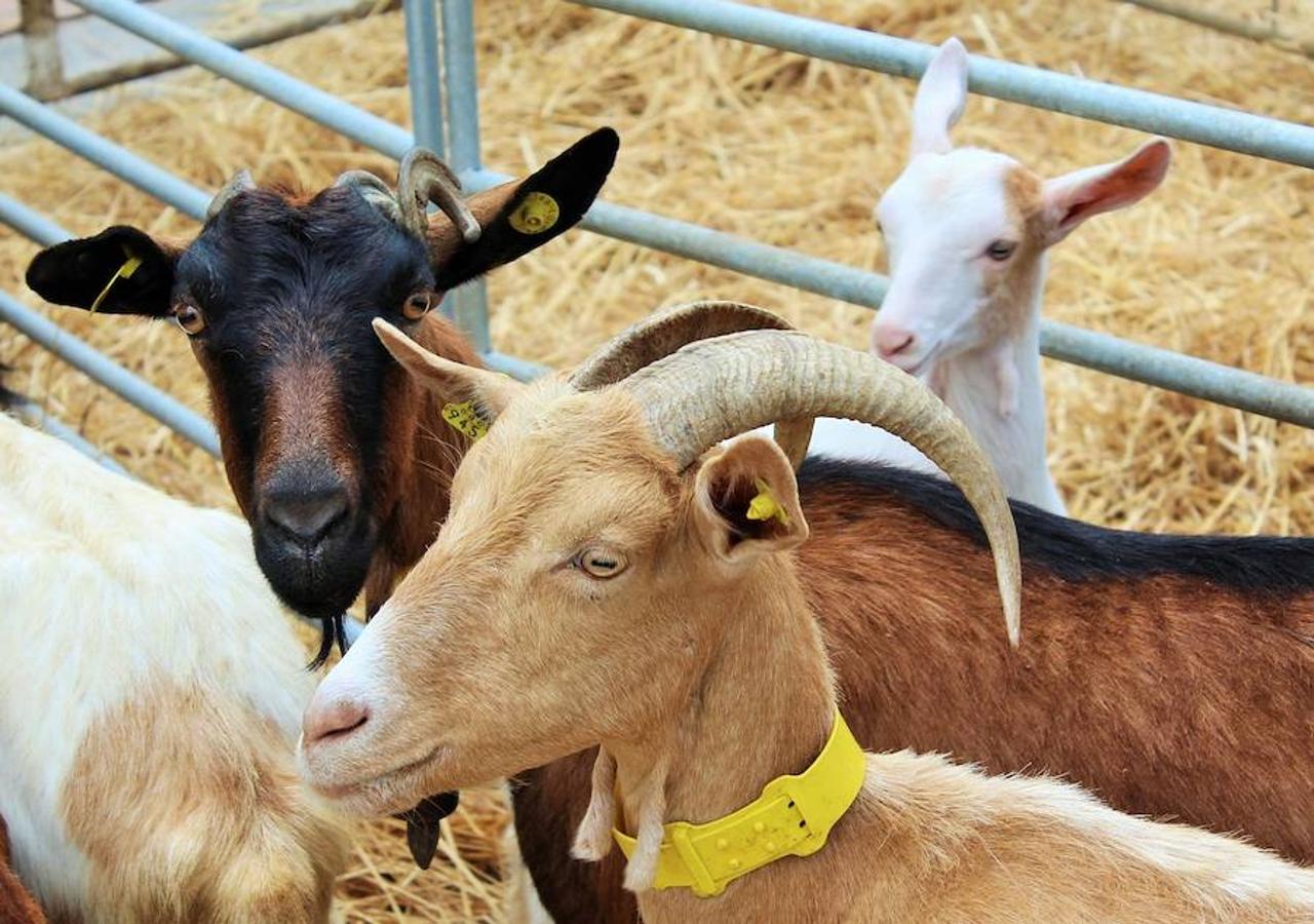 Soto en Cameros ha reeditado la tradicional feria del ganado loca. Una selección de distintas variedades de reses, de ganado caprino, ovino y caballar han sido expuestas en la plaza local en un ambiente festivo.