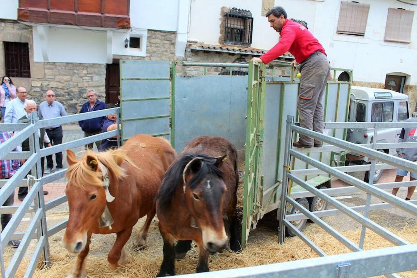 Soto en Cameros ha reeditado la tradicional feria del ganado loca. Una selección de distintas variedades de reses, de ganado caprino, ovino y caballar han sido expuestas en la plaza local en un ambiente festivo.