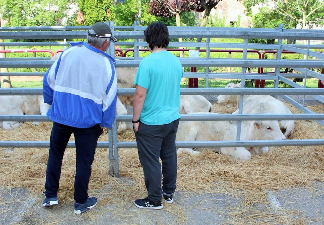 Soto en Cameros ha reeditado la tradicional feria del ganado loca. Una selección de distintas variedades de reses, de ganado caprino, ovino y caballar han sido expuestas en la plaza local en un ambiente festivo.