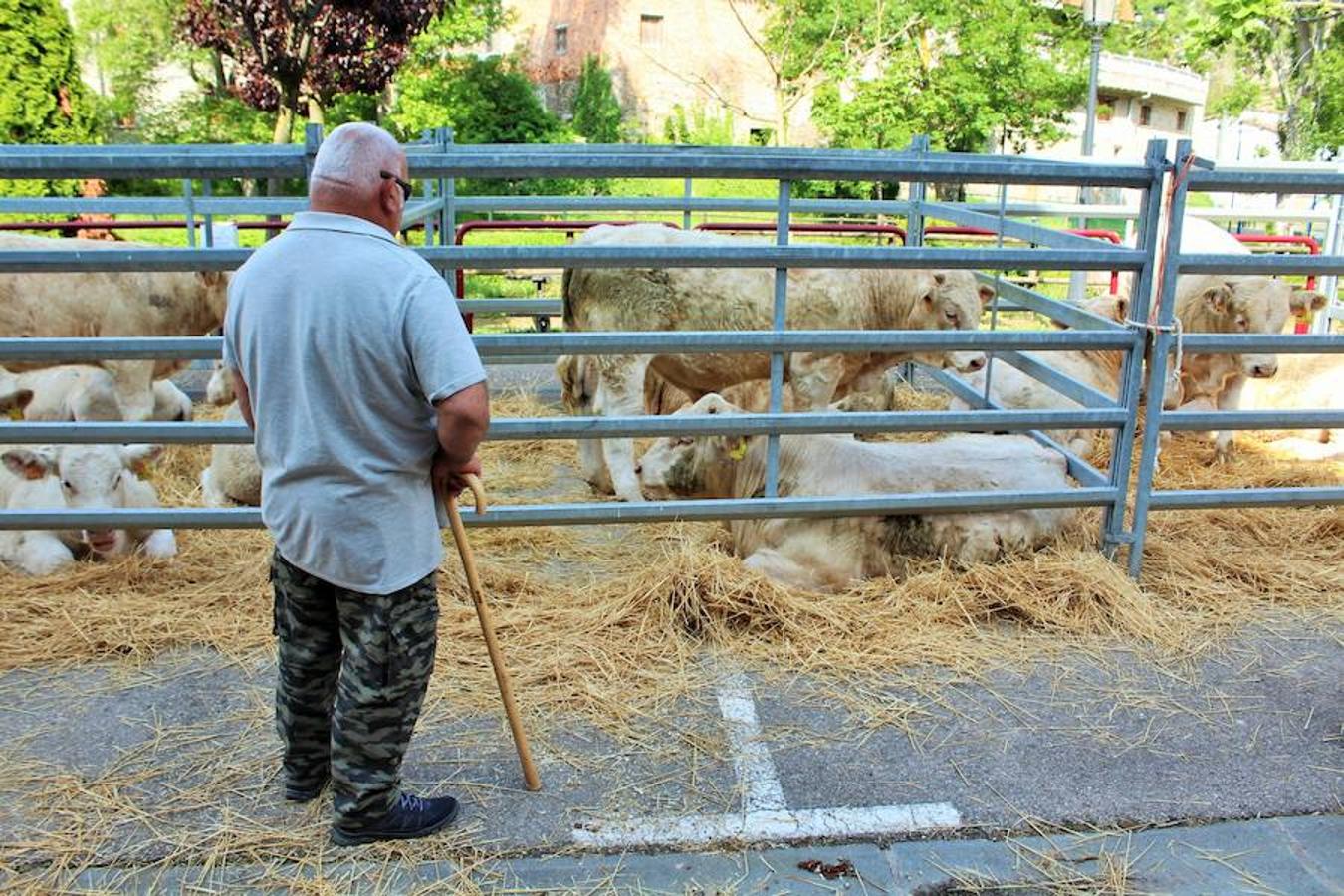 Soto en Cameros ha reeditado la tradicional feria del ganado loca. Una selección de distintas variedades de reses, de ganado caprino, ovino y caballar han sido expuestas en la plaza local en un ambiente festivo.