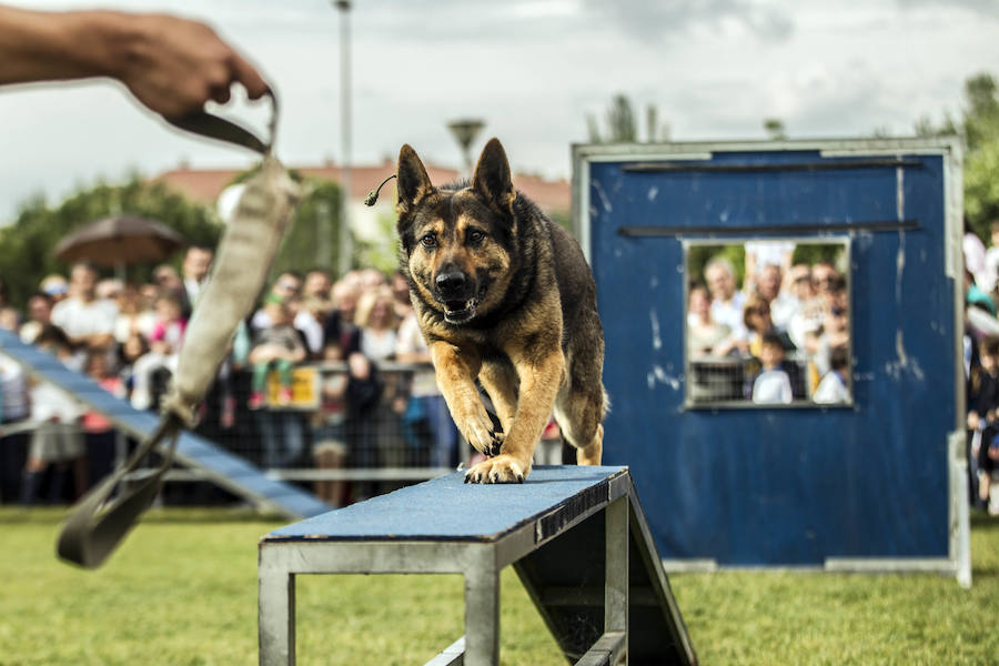 Como anticipo al desfile de las Fuerzas Armadas del sábado, Logroño albergó en varios puntos de la ciudad distintas exhibiciones de destreza de los soldados que participan en la capital riojana en este homenaje a las Fuerzas Armadas.