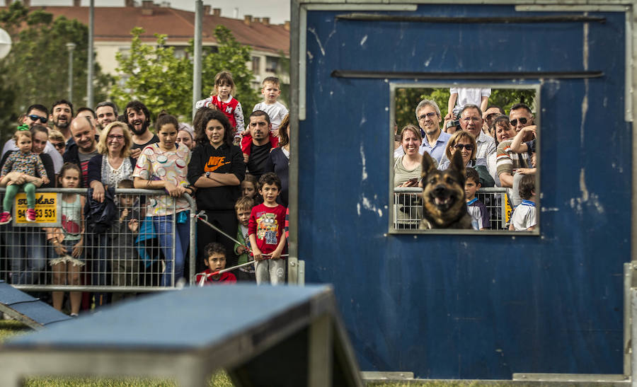 Exhibición canina en Picos de Urbión