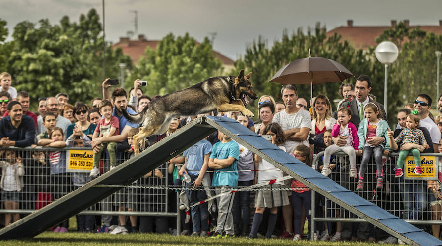 Como anticipo al desfile de las Fuerzas Armadas del sábado, Logroño albergó en varios puntos de la ciudad distintas exhibiciones de destreza de los soldados que participan en la capital riojana en este homenaje a las Fuerzas Armadas.