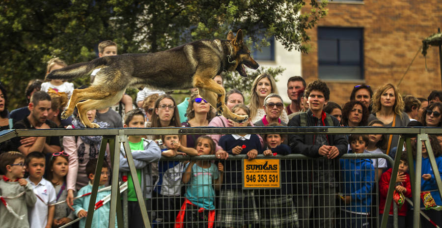 Como anticipo al desfile de las Fuerzas Armadas del sábado, Logroño albergó en varios puntos de la ciudad distintas exhibiciones de destreza de los soldados que participan en la capital riojana en este homenaje a las Fuerzas Armadas.