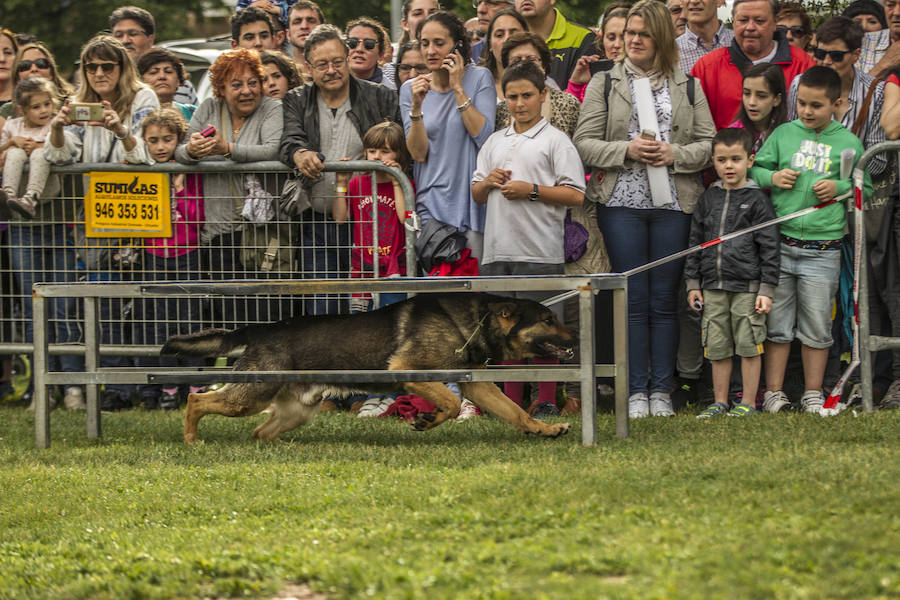 Como anticipo al desfile de las Fuerzas Armadas del sábado, Logroño albergó en varios puntos de la ciudad distintas exhibiciones de destreza de los soldados que participan en la capital riojana en este homenaje a las Fuerzas Armadas.