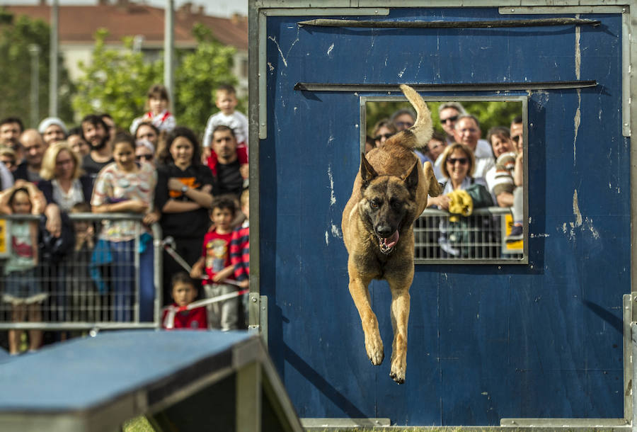 Como anticipo al desfile de las Fuerzas Armadas del sábado, Logroño albergó en varios puntos de la ciudad distintas exhibiciones de destreza de los soldados que participan en la capital riojana en este homenaje a las Fuerzas Armadas.