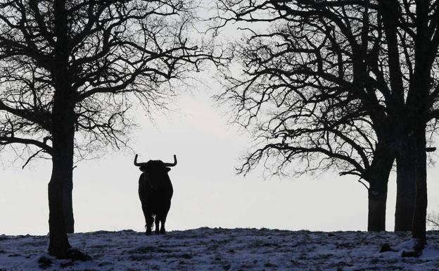 Toro de lidia de Bañuelos mira a la cámara desde los pastos nevados de la finca de 'La Cabañuela'. 