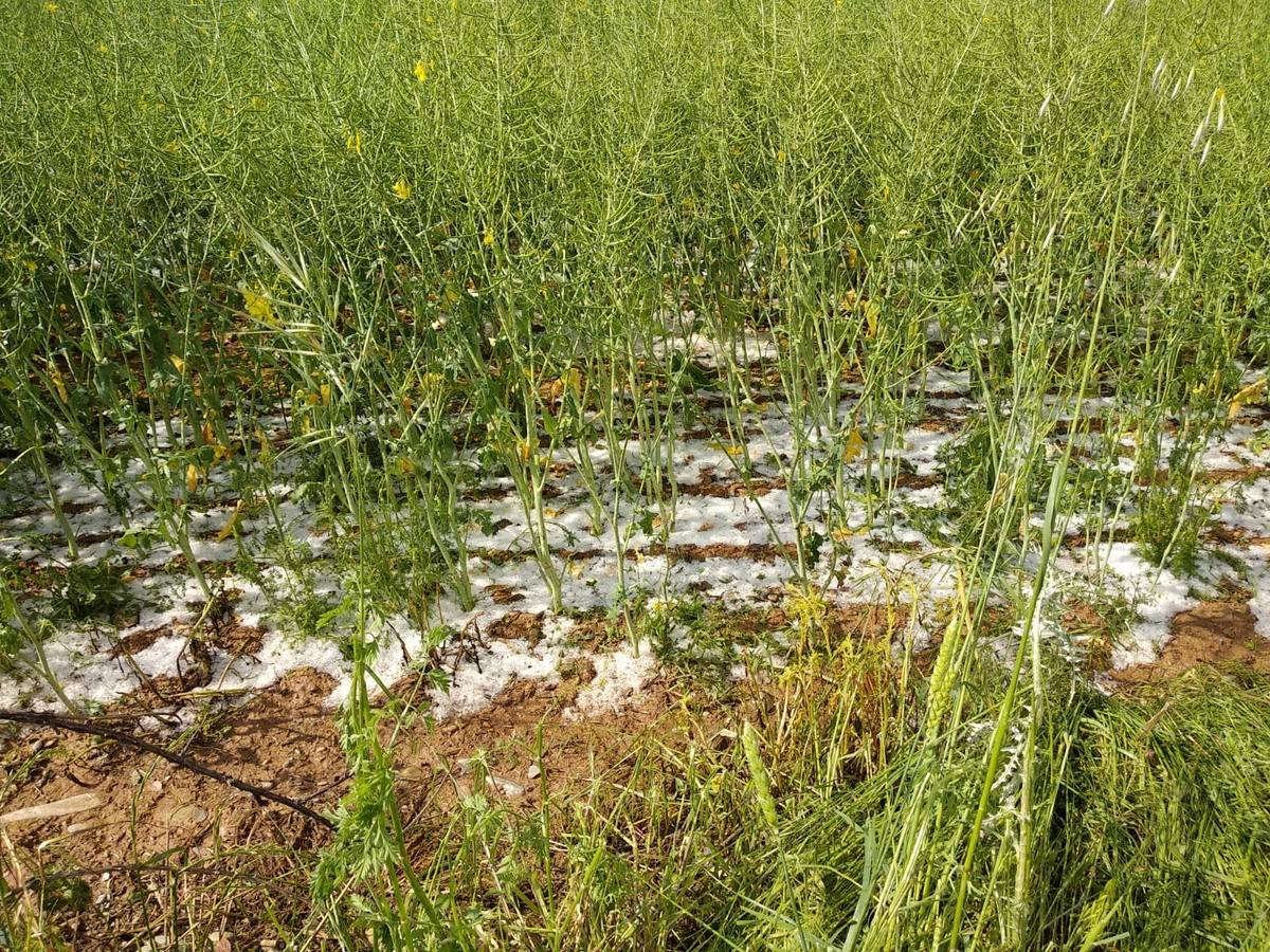 Cultivos de colza en Santo Domingo
