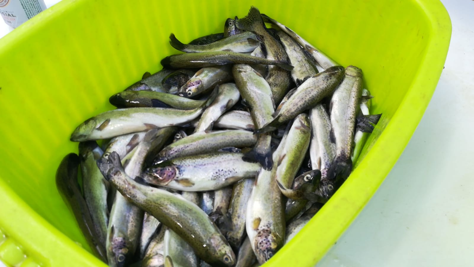 Fotos: Los logroñeses disfrutan del pan y el pez en San Bernabé