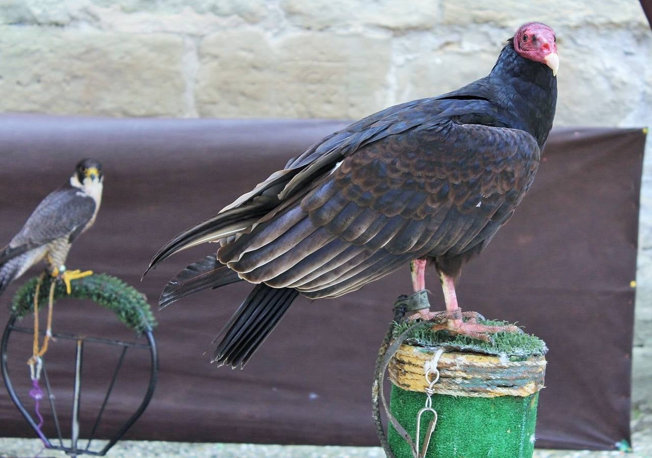 Este fin de semana se celebran las XXII Jornadas Medievales