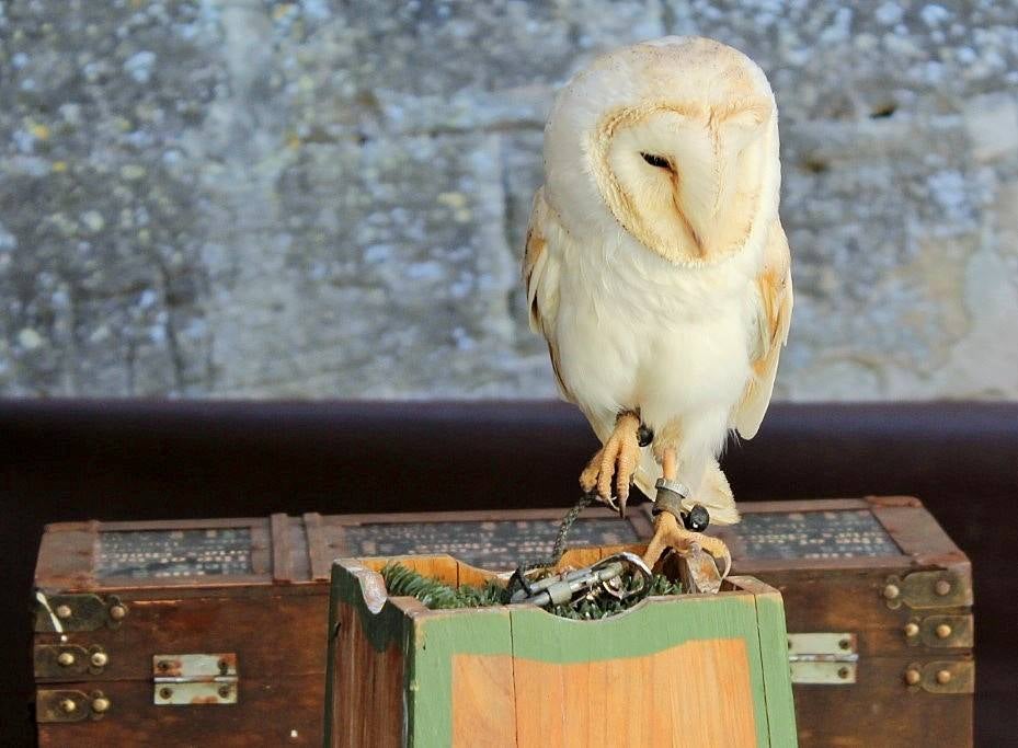 Este fin de semana se celebran las XXII Jornadas Medievales