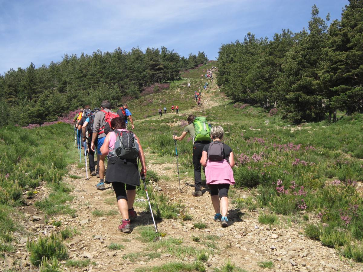 Unas 1.300 personas participaron en la suma de las dos marchas senderistas que recorrieron los montes de la Demanda. La 'Valle de Ezcaray. Memorial Javi Valgañón y Travesía infantil en una actividad organizada por los 'Amigos de Ezcaray'