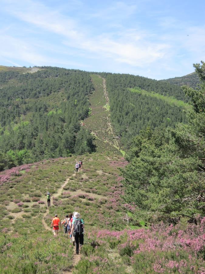 Unas 1.300 personas participaron en la suma de las dos marchas senderistas que recorrieron los montes de la Demanda. La 'Valle de Ezcaray. Memorial Javi Valgañón y Travesía infantil en una actividad organizada por los 'Amigos de Ezcaray'