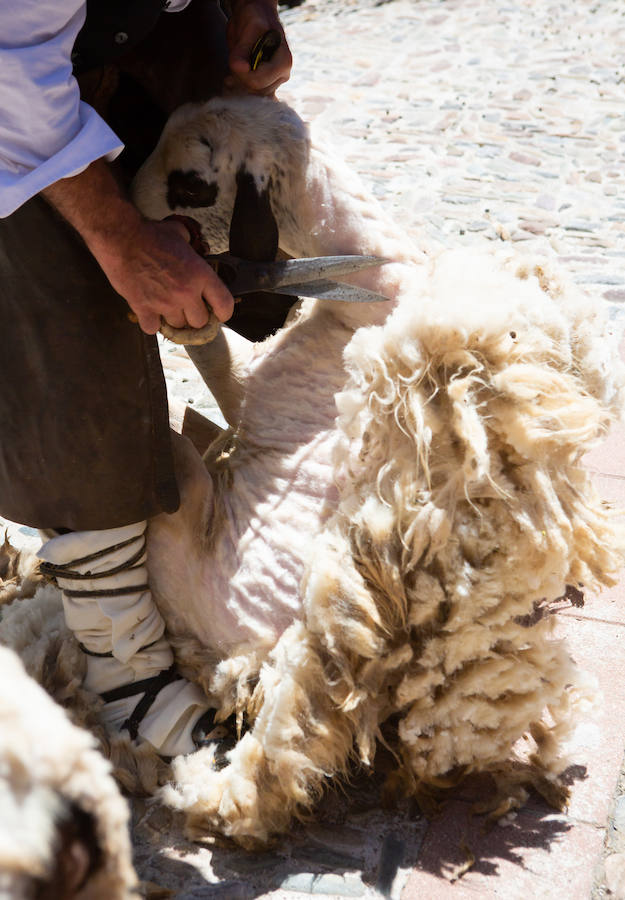 La localidad serrana de Brieva ha revivido la trashumancia. La búsqueda de pastos frescos para los rebaños de ovejas de otras latitudes a la sierra riojana y que mantiene vivas las tradiciones, los caminos y cañadas para alimentar a las cabañas ovina.