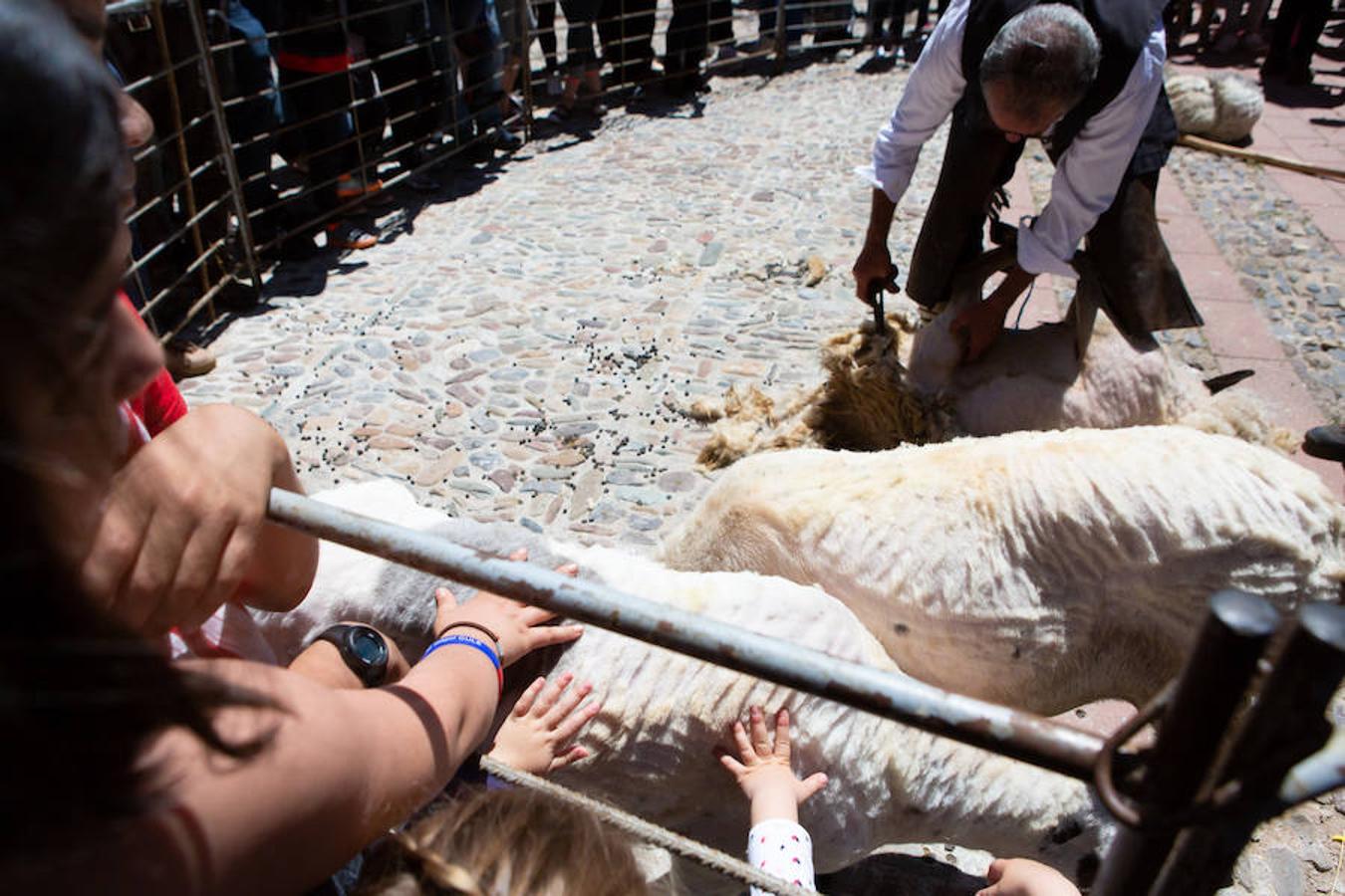 La localidad serrana de Brieva ha revivido la trashumancia. La búsqueda de pastos frescos para los rebaños de ovejas de otras latitudes a la sierra riojana y que mantiene vivas las tradiciones, los caminos y cañadas para alimentar a las cabañas ovina.