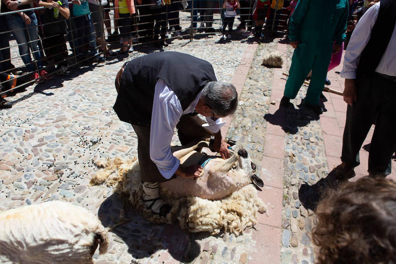 La localidad serrana de Brieva ha revivido la trashumancia. La búsqueda de pastos frescos para los rebaños de ovejas de otras latitudes a la sierra riojana y que mantiene vivas las tradiciones, los caminos y cañadas para alimentar a las cabañas ovina.