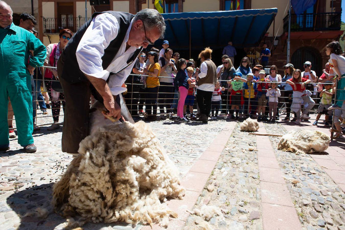 La localidad serrana de Brieva ha revivido la trashumancia. La búsqueda de pastos frescos para los rebaños de ovejas de otras latitudes a la sierra riojana y que mantiene vivas las tradiciones, los caminos y cañadas para alimentar a las cabañas ovina.