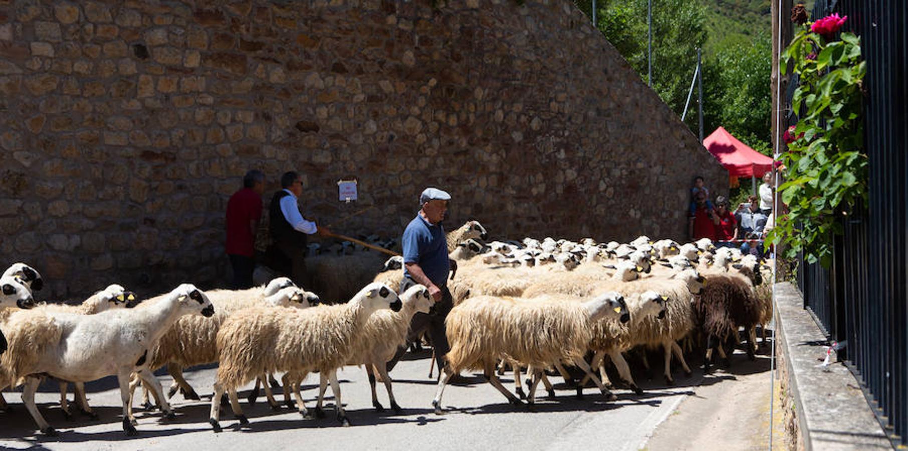 La localidad serrana de Brieva ha revivido la trashumancia. La búsqueda de pastos frescos para los rebaños de ovejas de otras latitudes a la sierra riojana y que mantiene vivas las tradiciones, los caminos y cañadas para alimentar a las cabañas ovina.