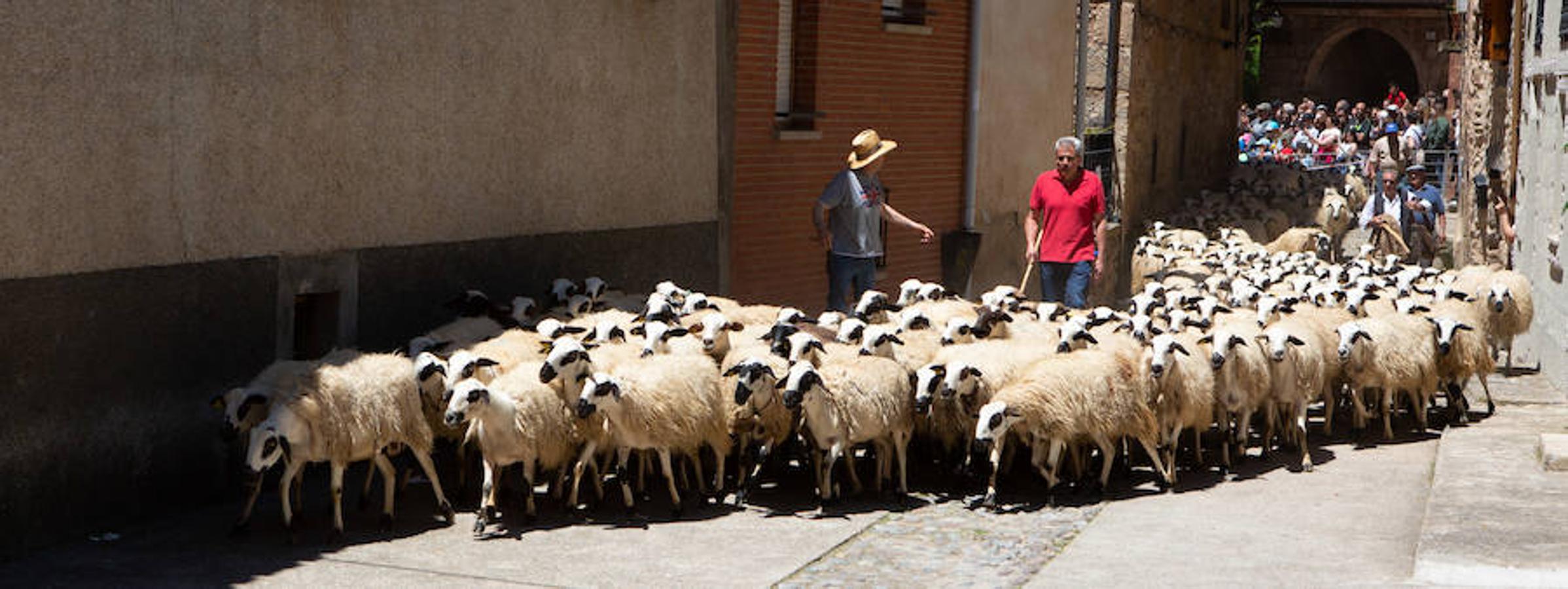 La localidad serrana de Brieva ha revivido la trashumancia. La búsqueda de pastos frescos para los rebaños de ovejas de otras latitudes a la sierra riojana y que mantiene vivas las tradiciones, los caminos y cañadas para alimentar a las cabañas ovina.