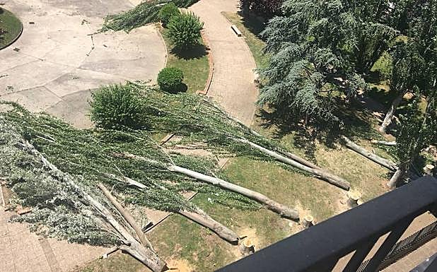 Imagen principal - El PSOE denuncia una «tala indiscriminada» de los árboles de la Plaza México