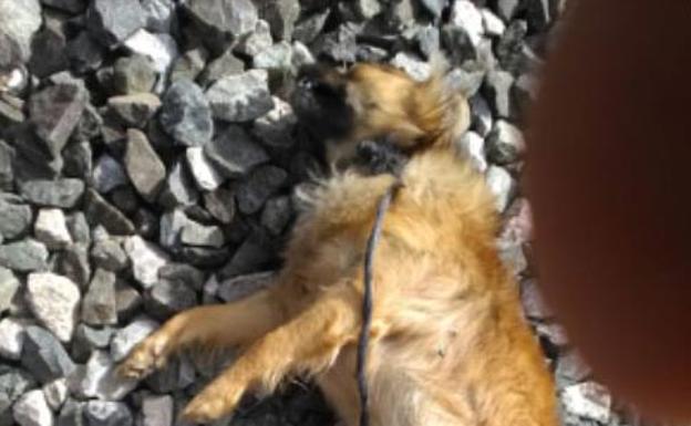 Abandonan a un perro atado a las vías para que el tren lo mate