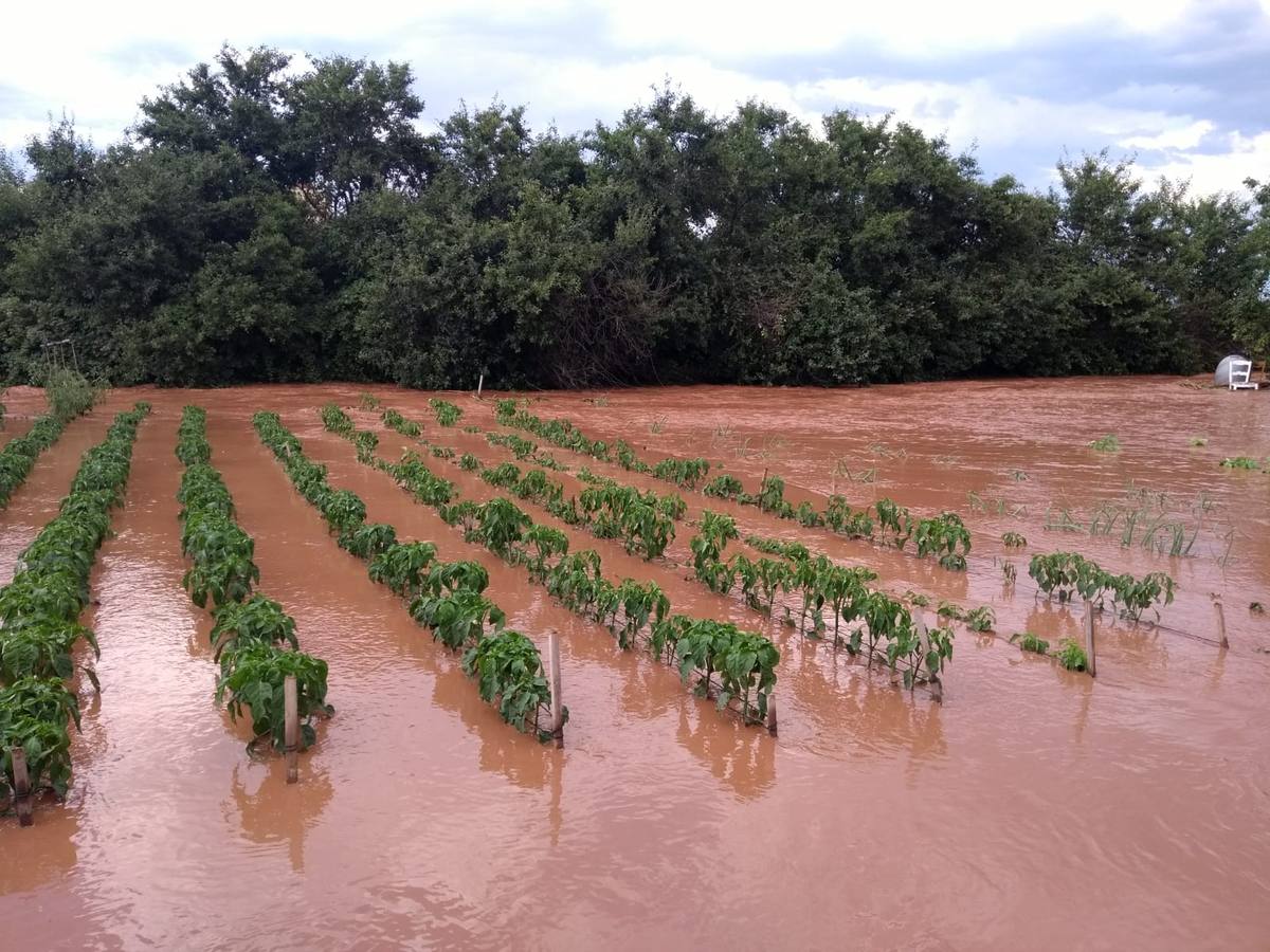 Viñas en Hormilla.