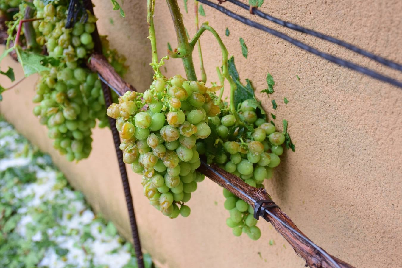 La tormenta de granizo de Murillo causó graves daños.