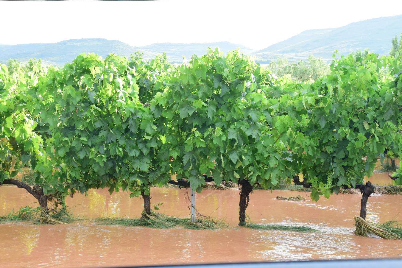La tormenta anegó campos y calles en Navarrete.