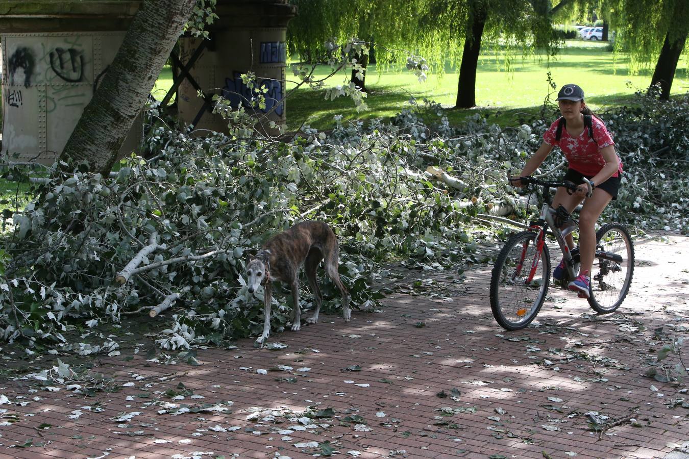 Árboles derrumbados y las calles llenas de maleza