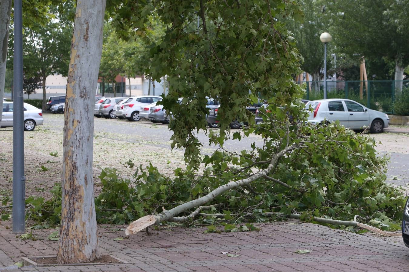 Árboles derrumbados y las calles llenas de maleza