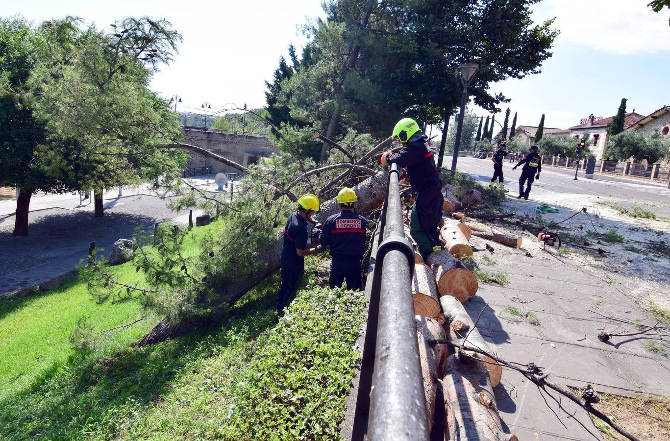 Un árbol de grandes dimensiones se ha venido abajo junto al Puente de Hierro y la Casa de las Ciencias, inutilizando carretera en la calle del Ebro