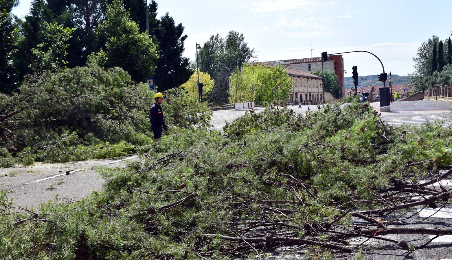 Un árbol de grandes dimensiones se ha venido abajo junto al Puente de Hierro y la Casa de las Ciencias, inutilizando carretera en la calle del Ebro