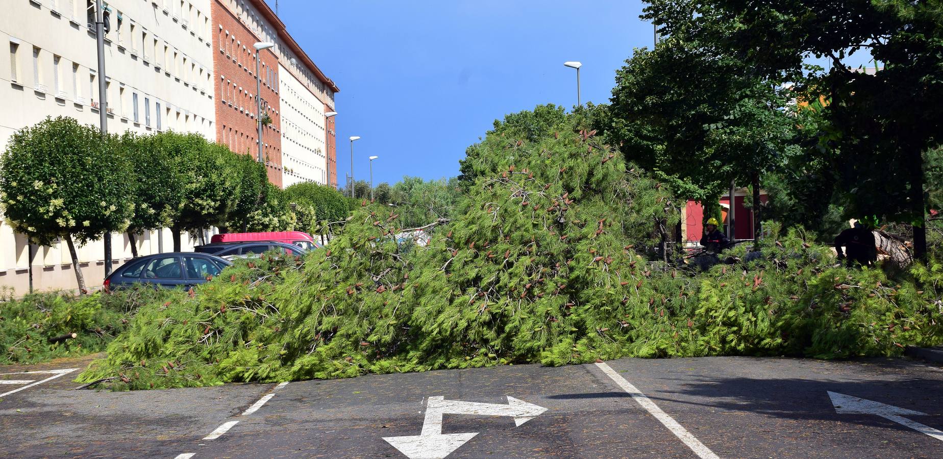 Un árbol de grandes dimensiones se ha venido abajo junto al Puente de Hierro y la Casa de las Ciencias, inutilizando carretera en la calle del Ebro