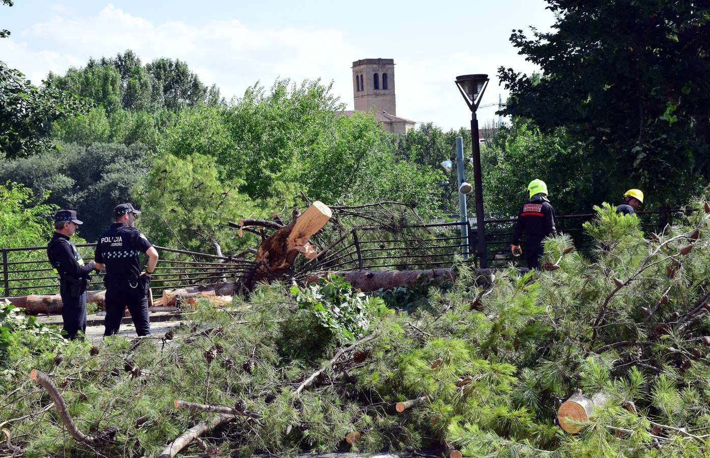 Un árbol de grandes dimensiones se ha venido abajo junto al Puente de Hierro y la Casa de las Ciencias, inutilizando carretera en la calle del Ebro