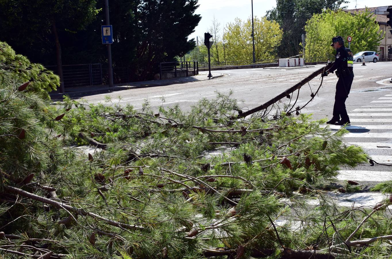 Un árbol de grandes dimensiones se ha venido abajo junto al Puente de Hierro y la Casa de las Ciencias, inutilizando carretera en la calle del Ebro