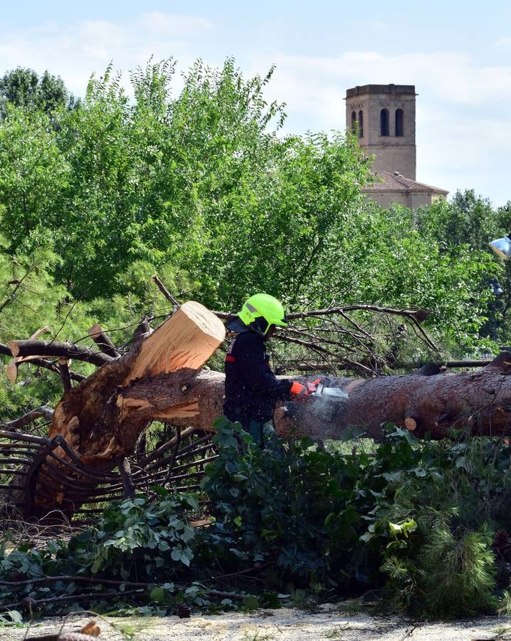 Un árbol de grandes dimensiones se ha venido abajo junto al Puente de Hierro y la Casa de las Ciencias, inutilizando carretera en la calle del Ebro