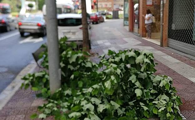 Ramas caídas en Vara de Rey. 