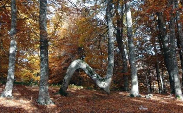 Imagen principal - Turismo en La Rioja: De zanco en zanco: montes y bosques para danzar