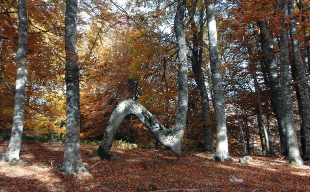 Imagen principal - De zanco en zanco: montes y bosques para danzar