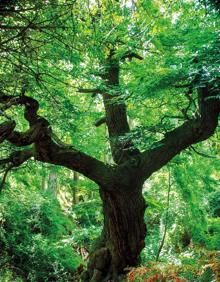 Imagen secundaria 2 - De zanco en zanco: montes y bosques para danzar