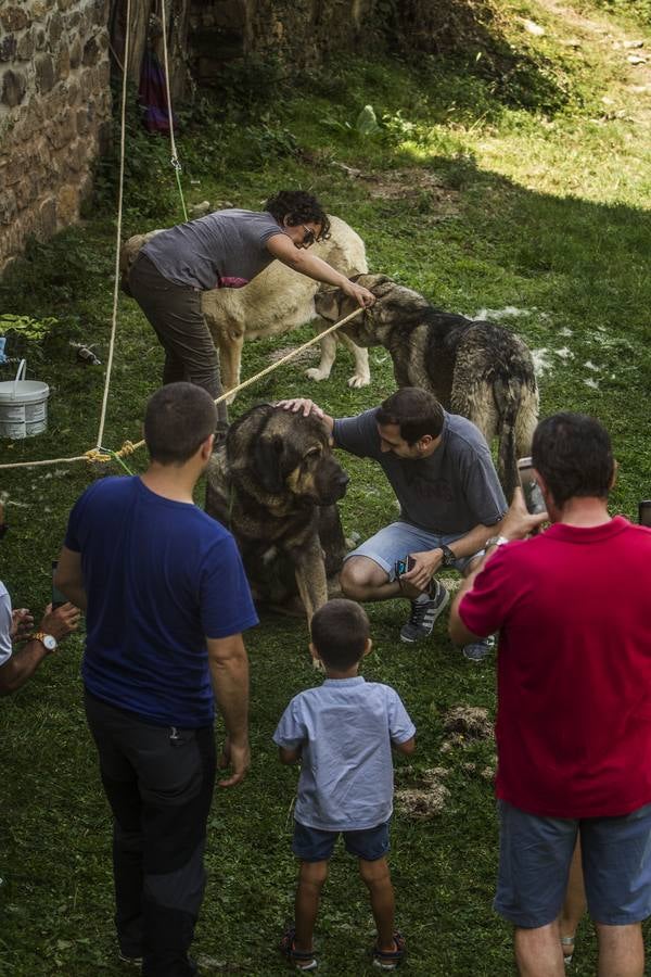 Un abarrotado y soleado Cabezón de Cameros acogió el tradicional día dedicado a esta comarca riojana