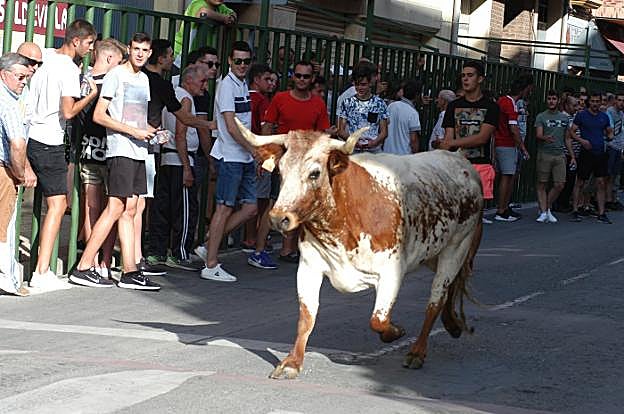 Encierro de reses bravas, ayer en Quel. :: s.s.j.