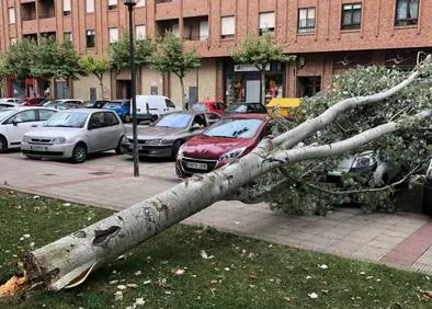 Imagen secundaria 1 - Un árbol cae sobre los coches y la calzada en la calle Estambrera